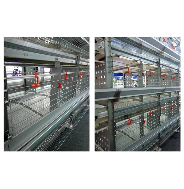 河南层叠式种鸡笼养装备