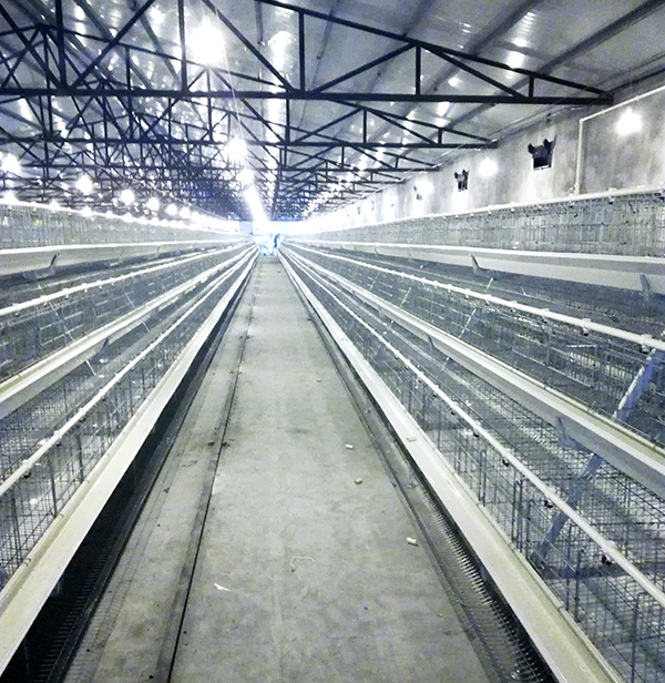 养鸡专业户的蛋鸡装备施工要注重什么事项呢？？？？？