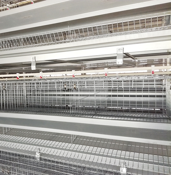 秋季肉鸡装备怎样合理使用，，，，，你知道吗？？？？？？？